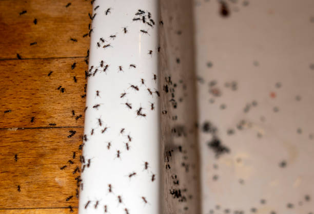 Trusted Leisure Knoll, NJ Pest Control Experts